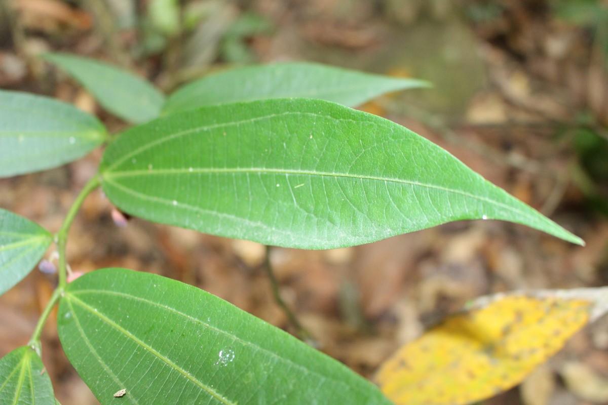 Thottea siliquosa (Lam.) Ding Hou